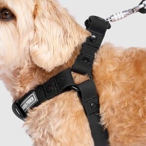 Black Dog Harness